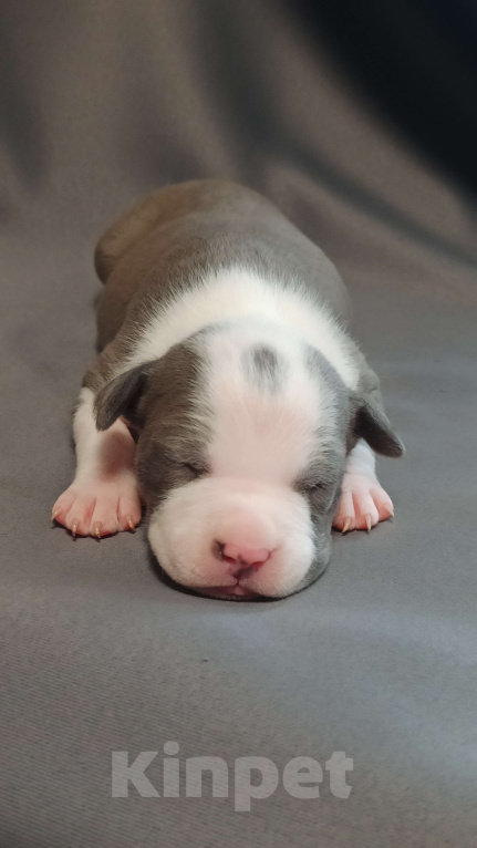 Собаки в Санкт-Петербурге: Кобель3 Мальчик, Бесплатно - фото 5