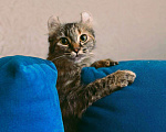 Кошки в Балашихе: Американский керл Мокка Девочка, Бесплатно - фото 5