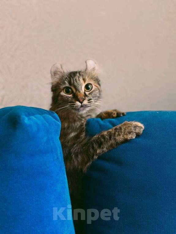 Кошки в Балашихе: Американский керл Мокка Девочка, Бесплатно - фото 5