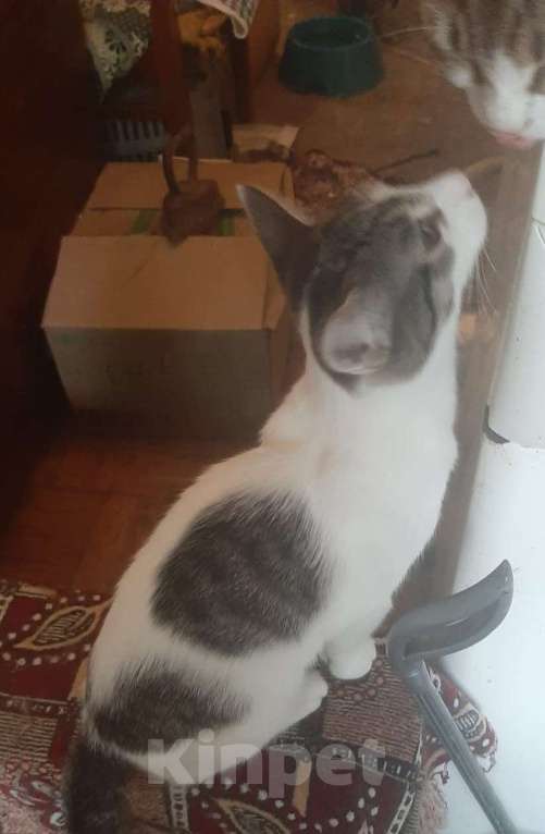 Кошки в Москве: Котята всех окрасов в добрые руки Мальчик, 1 руб. - фото 5
