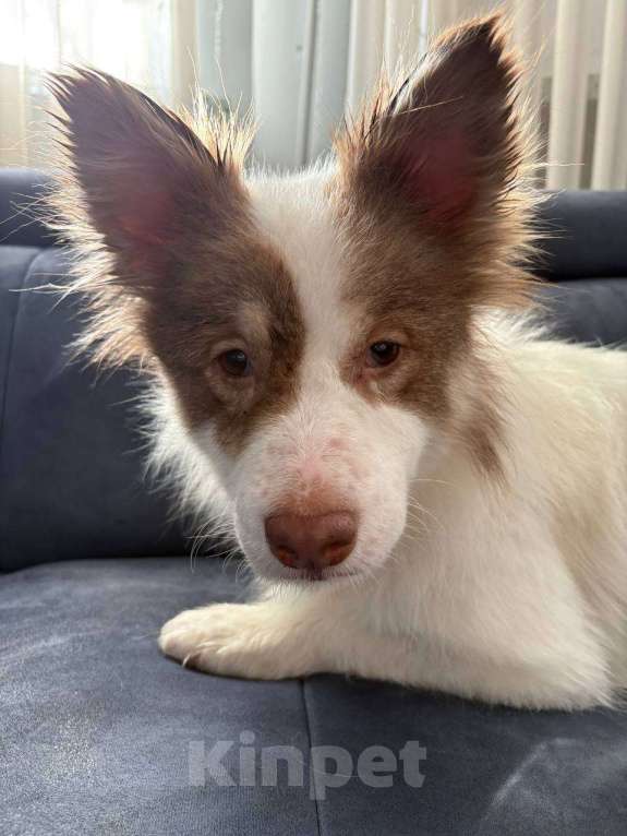 Собаки в Москве: Прелестная собачка Лиза в добрые руки Девочка, Бесплатно - фото 1