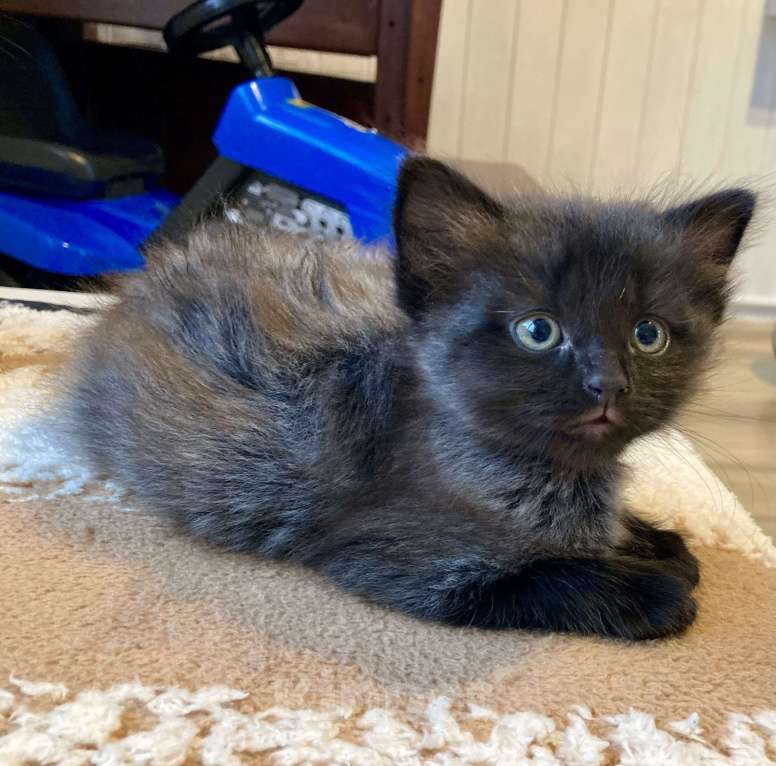 Кошки в других городах Московской области: Котенок- кошечка ждет своего хозяина  Девочка, Бесплатно - фото 1