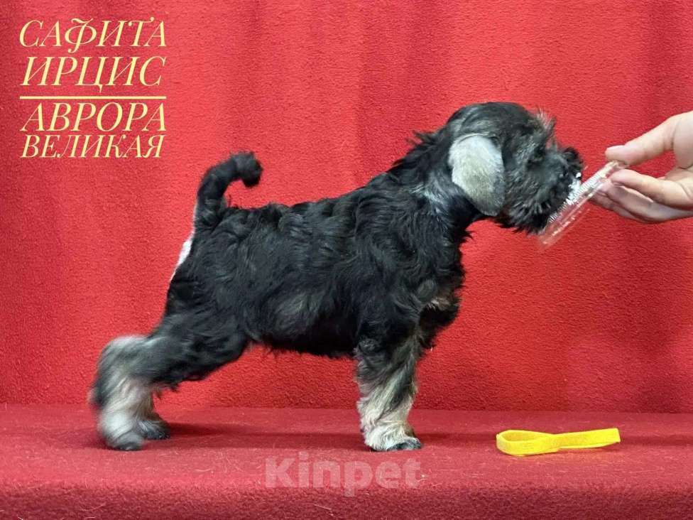 Собаки в других городах Омской области: Щенок цвергшнауцера перец с солью Девочка, 60 руб. - фото 2