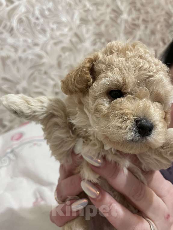 Собаки в Нижнем Новгороде: Той-пудель девочка (темная)  Девочка, 55 000 руб. - фото 1