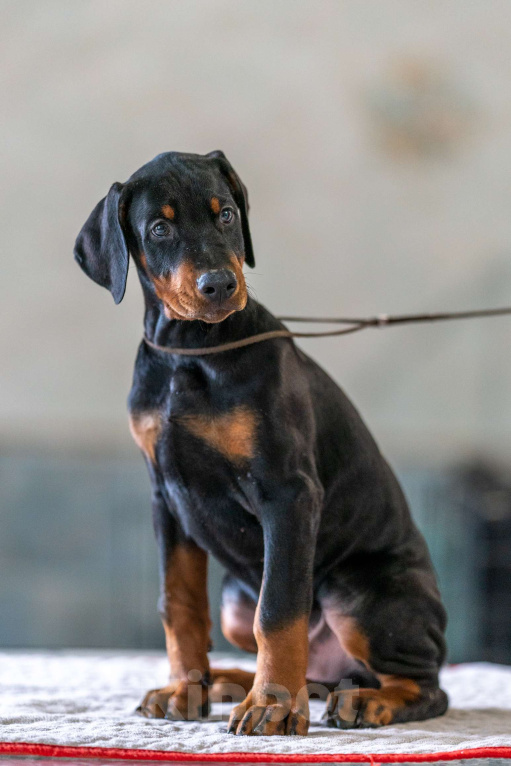 Собаки в Москве: Перспективные щенки добермана Мальчик, 80 000 руб. - фото 4