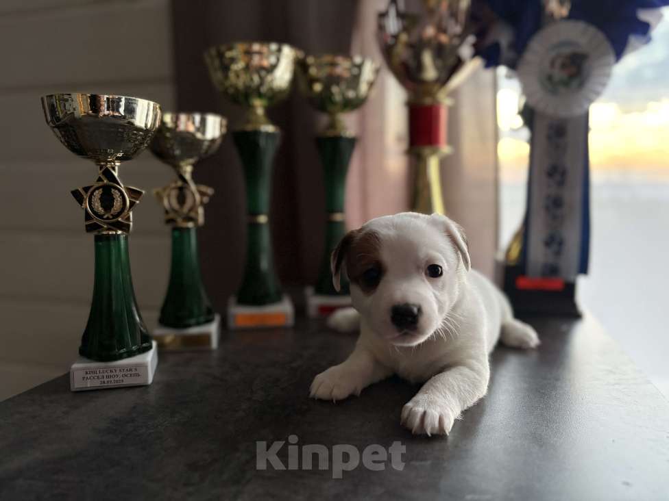 Собаки в других городах Московской области: Щенок Джек Рассел терьер Девочка, Бесплатно - фото 2
