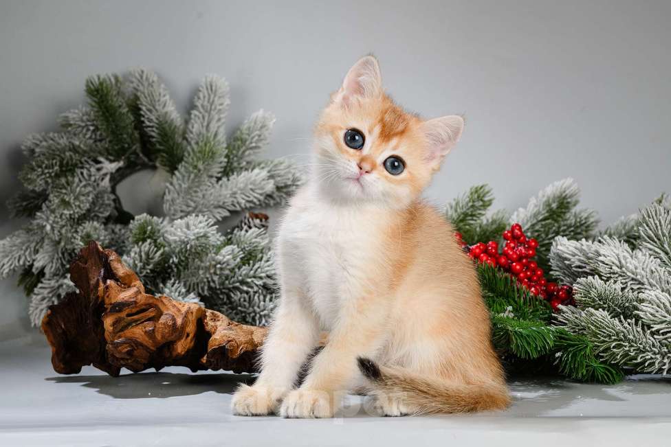 Кошки в Москве: Британские котята. Красивый подарок на 8 Марта Мальчик, Бесплатно - фото 6