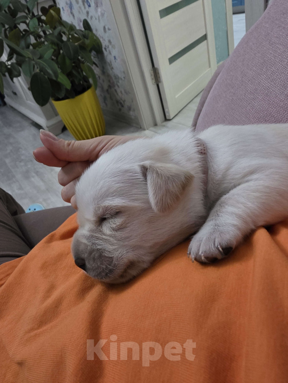 Собаки в других городах Калининградской области: Щенок Мальчик, 30 000 руб. - фото 4