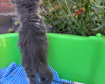 Кошки в Ростове-на-Дону: Котенок ищет дом Девочка, Бесплатно - фото 3