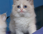 Кошки в Санкт-Петербурге: Рэгдолл Девочка, 60 000 руб. - фото 1