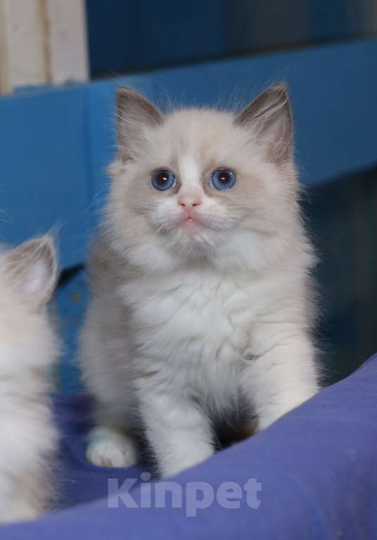 Кошки в Санкт-Петербурге: Рэгдолл Девочка, 60 000 руб. - фото 1