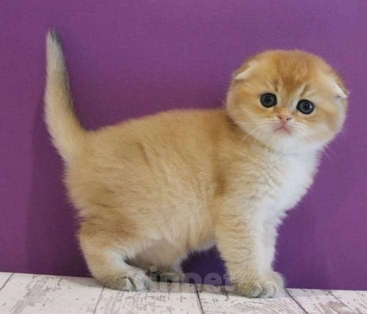 Кошки в Москве: Шотландские котята Мальчик, 35 000 руб. - фото 5