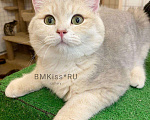 Кошки в Новоалександровске: котята, 20 000 руб. - фото 6
