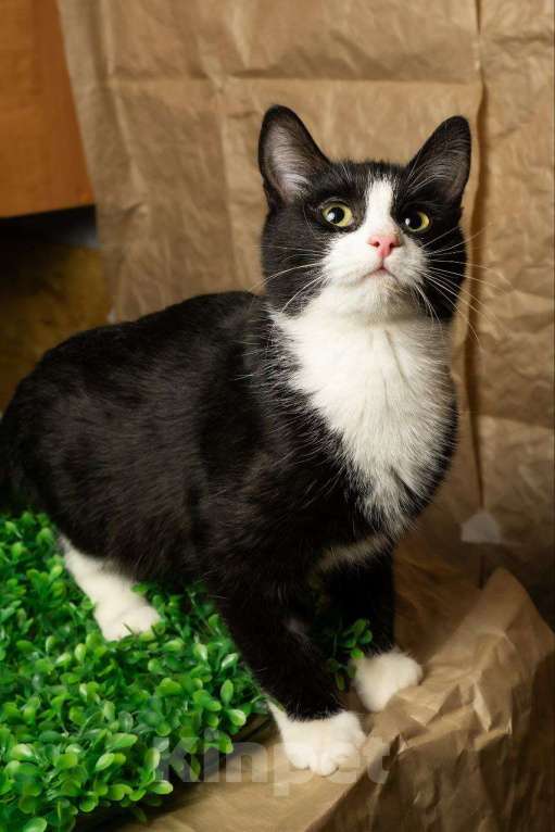 Кошки в других городах Московской области: Девочка, примерно 7 мес Девочка, Бесплатно - фото 4