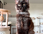 Кошки в Наро-Фоминске: Cassandra . Female. MCO n born June 14.2025 Девочка, 120 000 руб. - фото 1