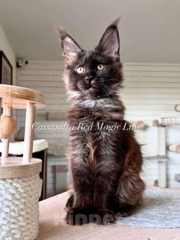 Кошки в Наро-Фоминске: Cassandra . Female. MCO n born June 14.2025 Девочка, 120 000 руб. - фото 1