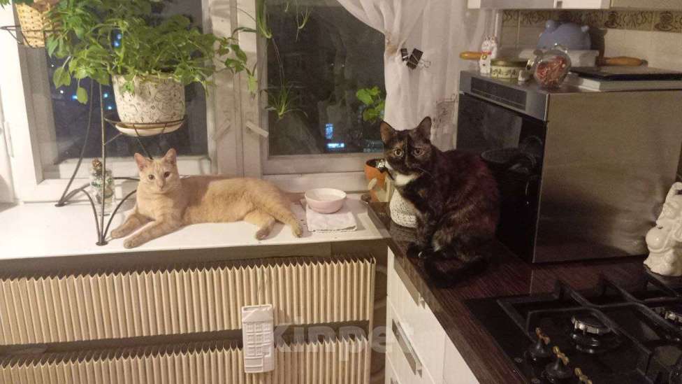 Кошки в Москве: Бусинка в добрые руки Девочка, Бесплатно - фото 6