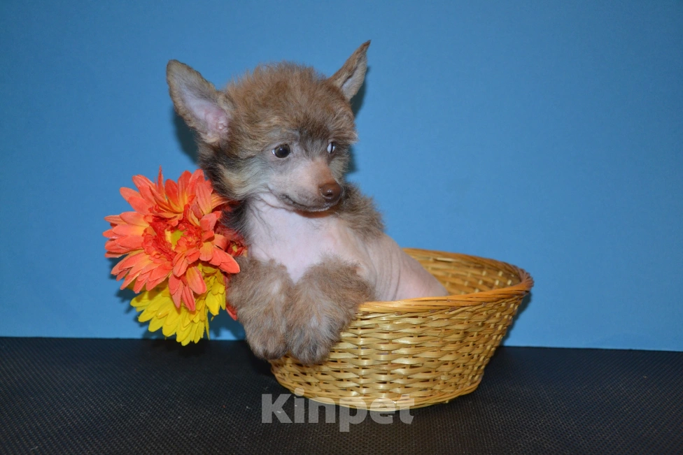 Собаки в Москве: Щенки китайской хохлатой собаки  Мальчик, 15 000 руб. - фото 2