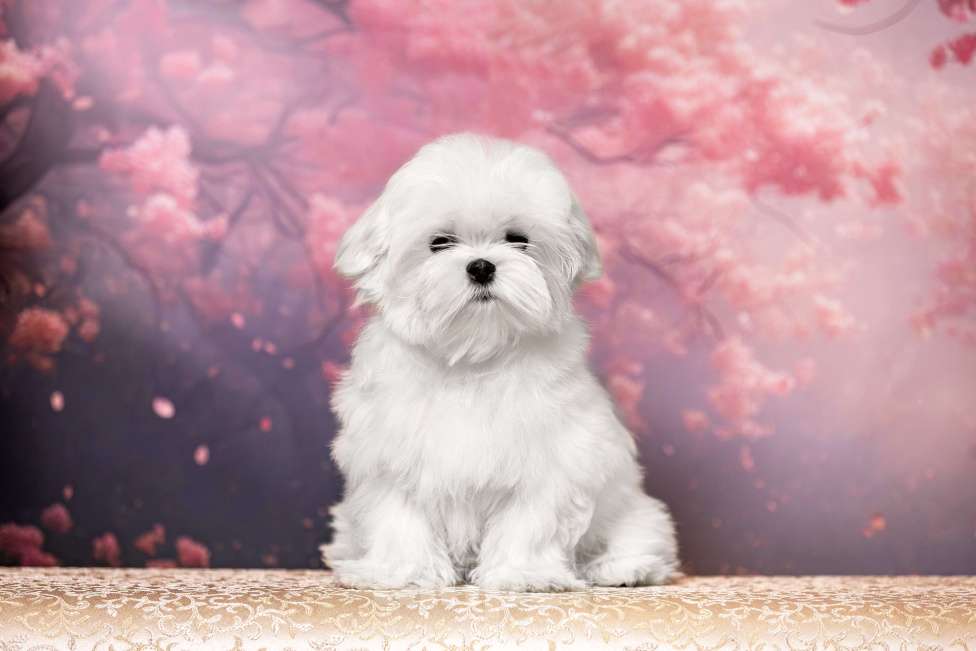 Собаки в Костроме: Щенок мальтезе ( мальтийской болонки) Мальчик, 100 000 руб. - фото 3