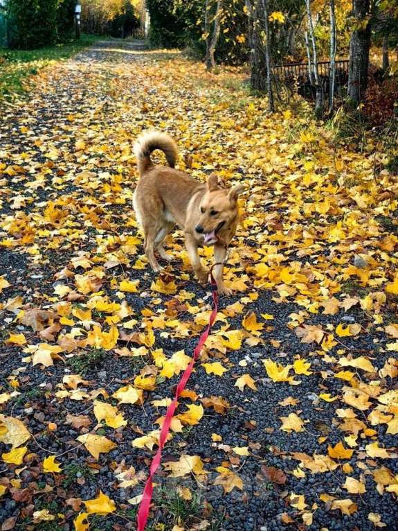 Собаки в Санкт-Петербурге: Золотая собака - уникальные уши и доброе сердце Девочка, Бесплатно - фото 8