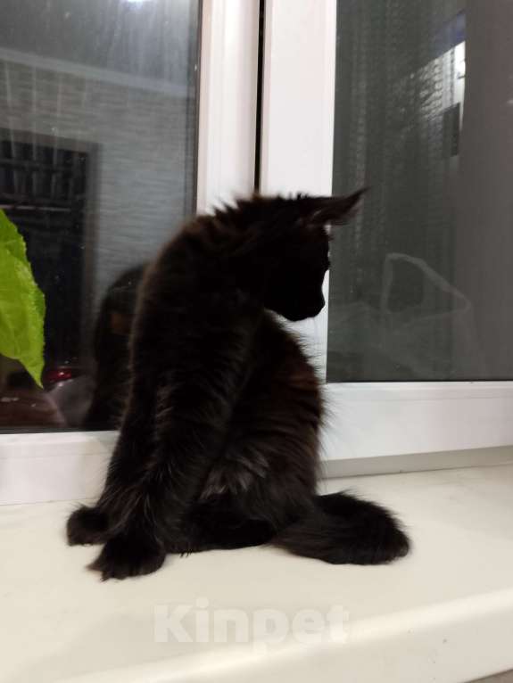 Кошки в Майкопе: Мейн-кун мальчик Мальчик, 35 000 руб. - фото 4