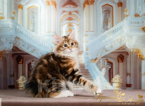 Кошки в Москве: Котенок золотой Курильского Бобтейла Мальчик, Бесплатно - фото 4