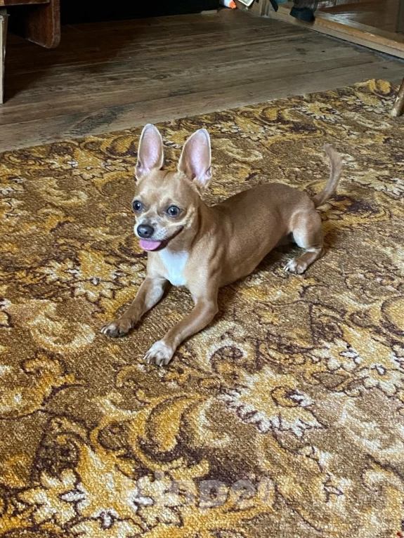 Собаки в Нижнем Новгороде: Продолжаем поиски! Пропала собака породы Чихуахуа Мальчик, Бесплатно - фото 5