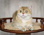 Кошки в Нижнем Новгороде: Шотландская золотая Кошка Девочка, 5 000 руб. - фото 5