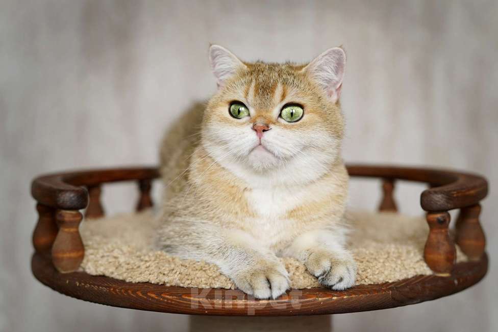 Кошки в Нижнем Новгороде: Шотландская золотая Кошка Девочка, 5 000 руб. - фото 5