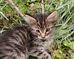 Кошки в Саратове: Котята в добрые руки Девочка, Бесплатно - фото 3