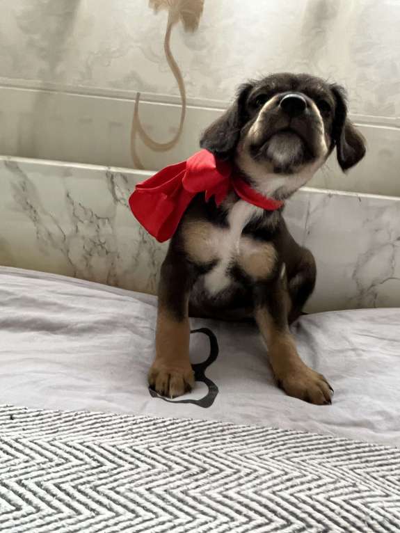 Собаки в Краснодаре: Щенок эстонская гончая  Девочка, 3 000 руб. - фото 10