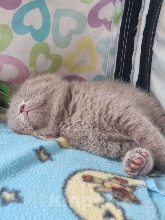 Кошки в Москве: Голубого окраса мальчик  Мальчик, 15 000 руб. - фото 9