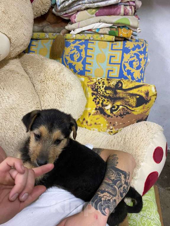 Собаки в Москве: Маленькой Юсте очень нужен дом  Девочка, Бесплатно - фото 3