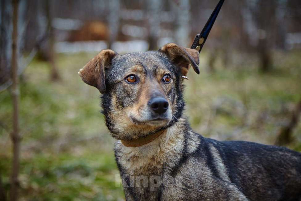 Собаки в Москве: Хильда Девочка, Бесплатно - фото 10