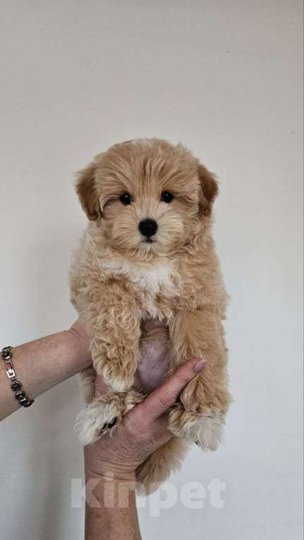 Собаки в Раменском: Щенок мальтипу f1 Мальчик, 120 000 руб. - фото 3