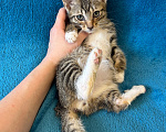 Кошки в Санкт-Петербурге: 🐾 Три маленьких сердца ищут свой дом Мальчик, Бесплатно - фото 4