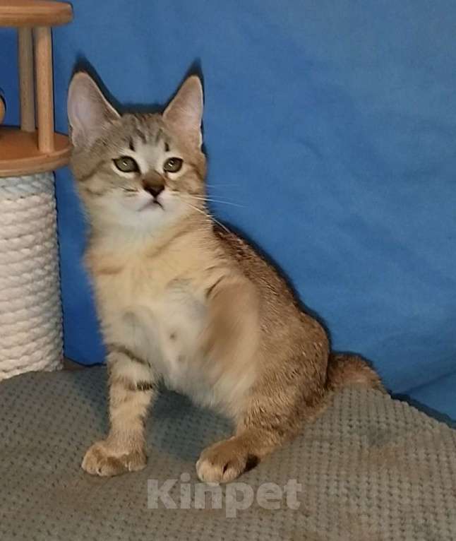 Кошки в Москве: пиксибоб котята Девочка, 90 000 руб. - фото 1