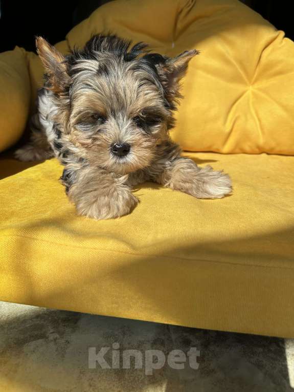 Собаки в других городах Московской области: Цветные йорки Разнополые, 50 000 руб. - фото 2