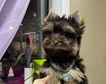 Собаки в Москве: Шоколадный Йорк Мальчик, 50 000 руб. - фото 1
