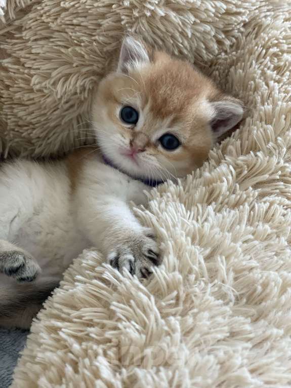 Кошки в Москве: Золотая шиншила Девочка, 35 000 руб. - фото 4