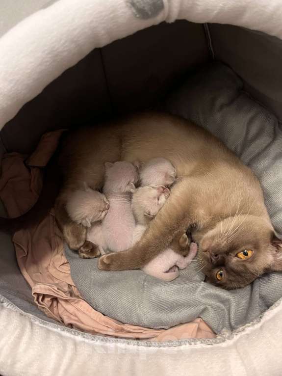 Кошки в Санкт-Петербурге: Европейские бурманские котята Разнополые, 35 000 руб. - фото 4