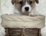Собаки в Дубне: Премиум Щенки Вельш - корги пемброк .   Мальчик, 70 000 руб. - фото 2