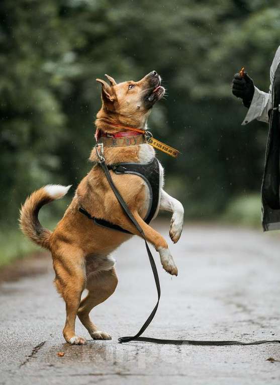 Собаки в Москве: Дружелюбный пес-компаньон Рэм ищет дом!  Мальчик, Бесплатно - фото 3