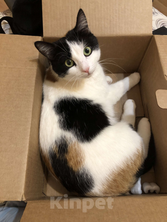 Кошки в Оренбурге: Сима Девочка, Бесплатно - фото 9