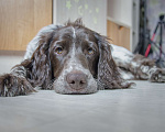 Собаки в Санкт-Петербурге: Русский спаниель в добрые руки Мальчик, Бесплатно - фото 6