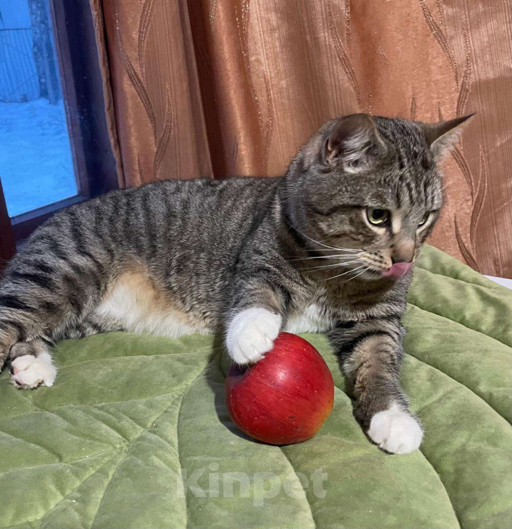 Кошки в Королеве: Котик Элвис ищет дом Мальчик, Бесплатно - фото 3