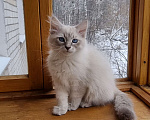 Кошки в Нижнем Новгороде: Котенок мальчик Мальчик, 14 000 руб. - фото 1