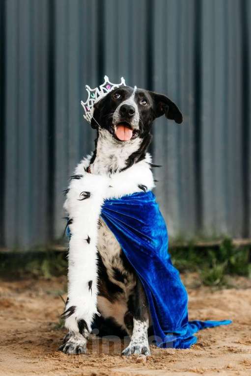 Собаки в Москве: Цирковой пёс Барни в добрые руки Мальчик, 1 руб. - фото 8