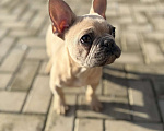 Собаки в Севастополе: Щенок французского бульдога Мальчик, 45 000 руб. - фото 3