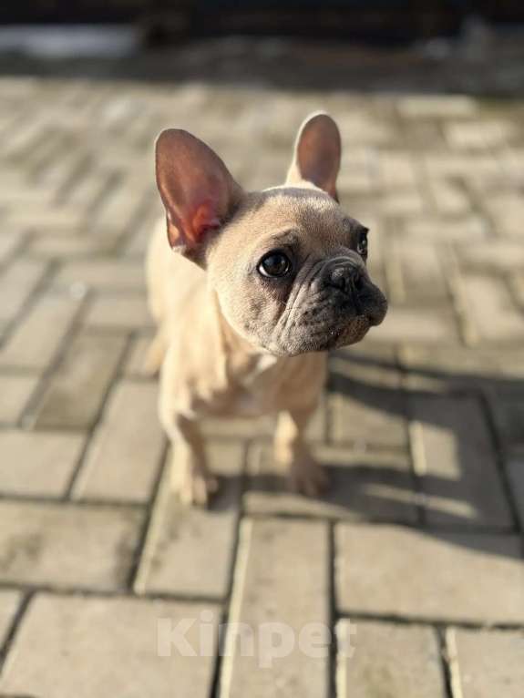 Собаки в Севастополе: Щенок французского бульдога Мальчик, 45 000 руб. - фото 3